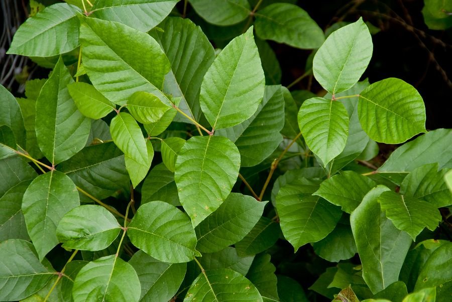 Rhus toxicodendron