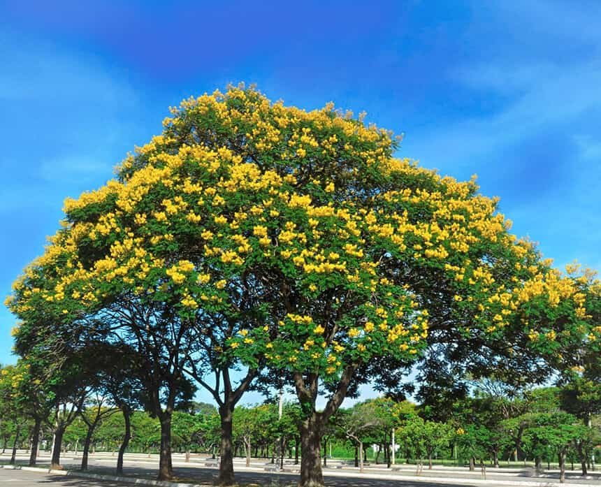 Sibipiruna agnes